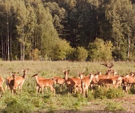 Deer SPA / Elnių SPA